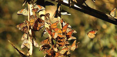 butterflies